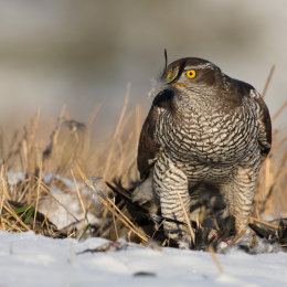 Goshawk