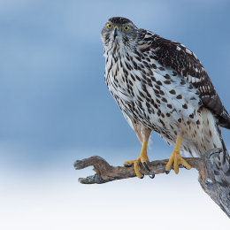 Goshawk