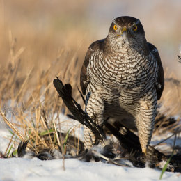 Goshawk