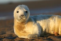Grey seal puppy