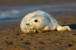 Grey seal puppy