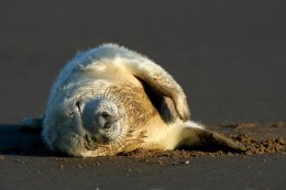Grey seal puppy