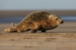 Grey seal