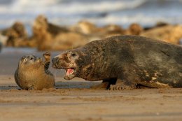 Grey seals