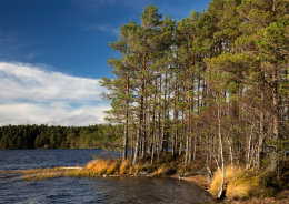 Loch Garten
