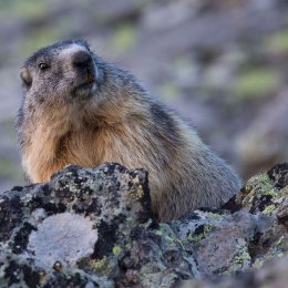 Alpine marmot