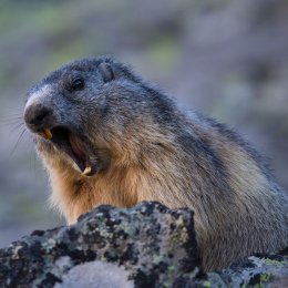 Alpine marmot