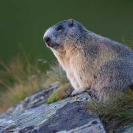 Alpine marmot