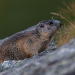 Alpine marmot