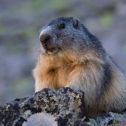 Alpine marmot