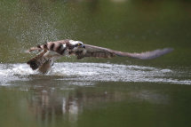 Osprey