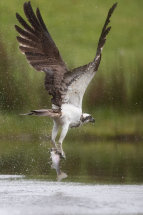 Osprey