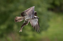 Osprey