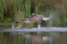 Osprey