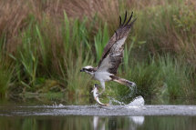 Osprey