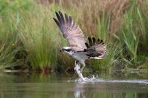 Osprey
