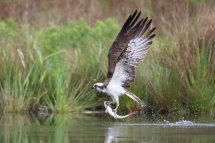 Osprey