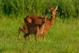 Roe deer