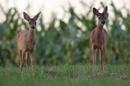 Roe deer