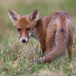 Red Fox