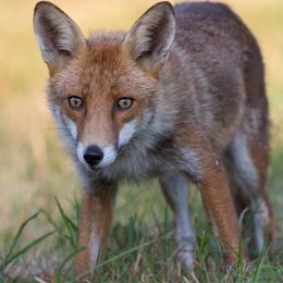 Red Fox