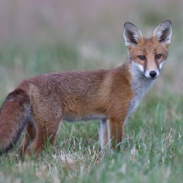 Red Fox
