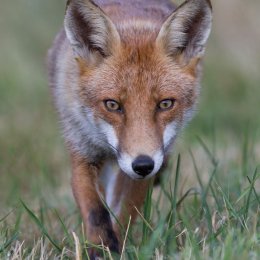 Red fox