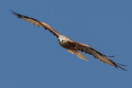 Red Kite