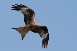 Red Kite