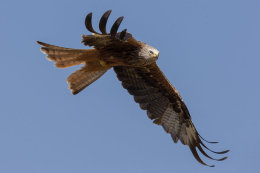 Red Kite