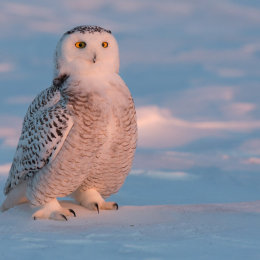 Snowy Owl