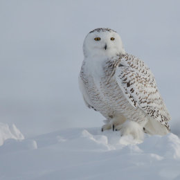 Snowy Owl