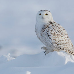 Snowy Owl