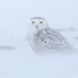 Snowy Owl