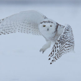 Snowy Owl