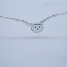 Snowy Owl