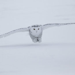 Snowy Owl