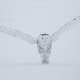 Snowy Owl