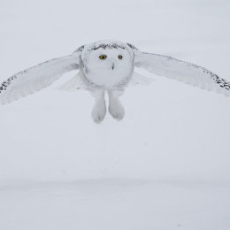 Snowy Owl