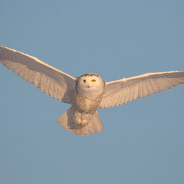 Snowy Owl