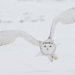 Snowy Owl