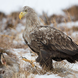 White-tailed eagle