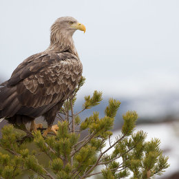 White-tailed eagle