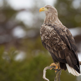 White-tailed eagle