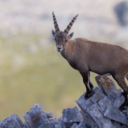 Alpine ibex