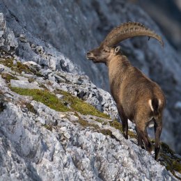 Alpine ibex
