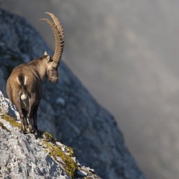 Alpine ibex
