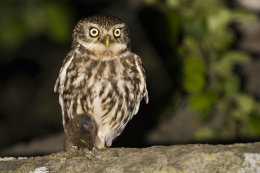 Little owl