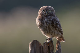 Little owl