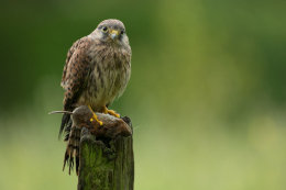 Little kestrel